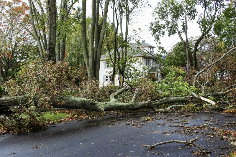 Downed Trees and Power Lines